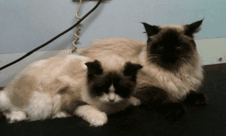 cat