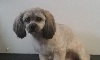 dog breed