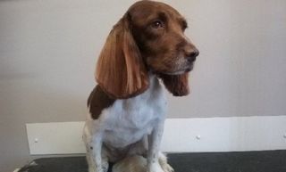 brown dog