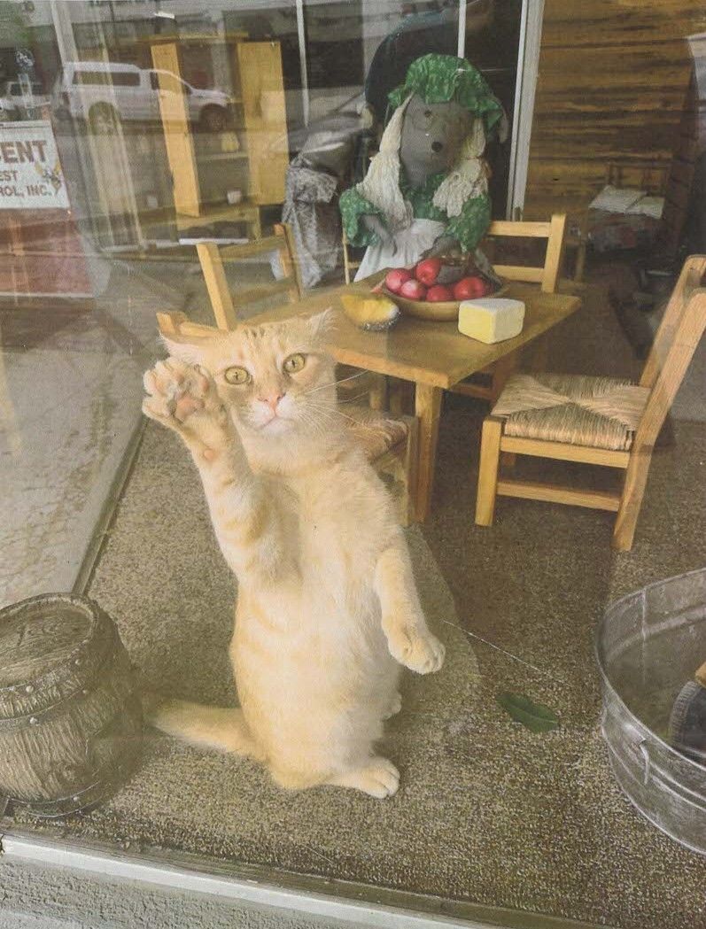 Orange cat standing on hind legs by café window, with a green-haired figure seated at a small table behind it