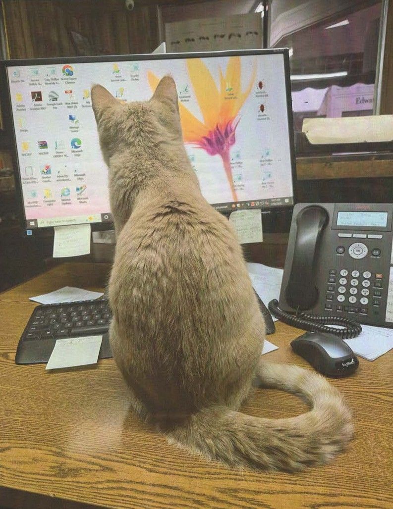 Cat sitting at a desk facing a computer monitor, with a phone and mouse beside it.
