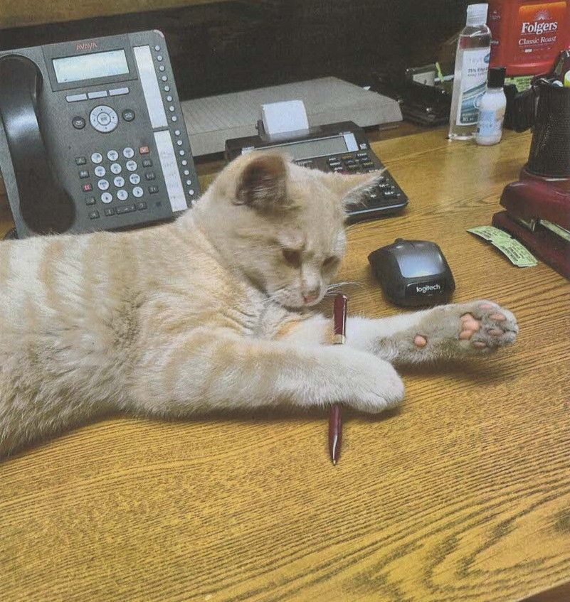 Sleepy orange cat lying on a desk, holding a pen in its paws and mouth.