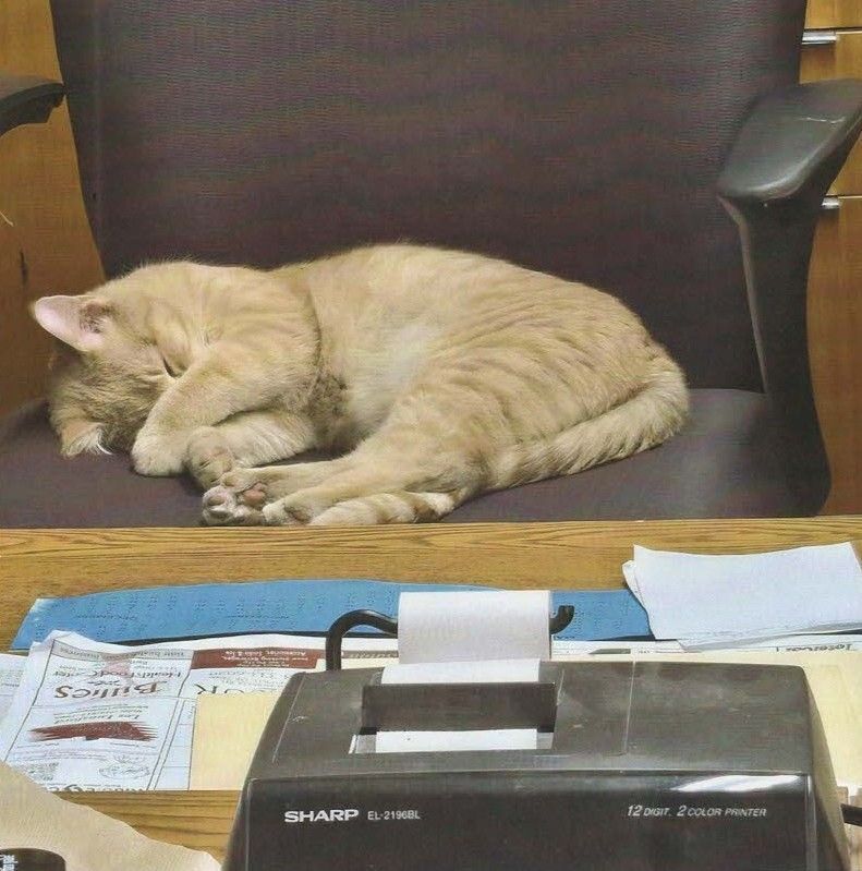 Sleeping cream-colored cat on a chair behind a desk with a printer in the foreground