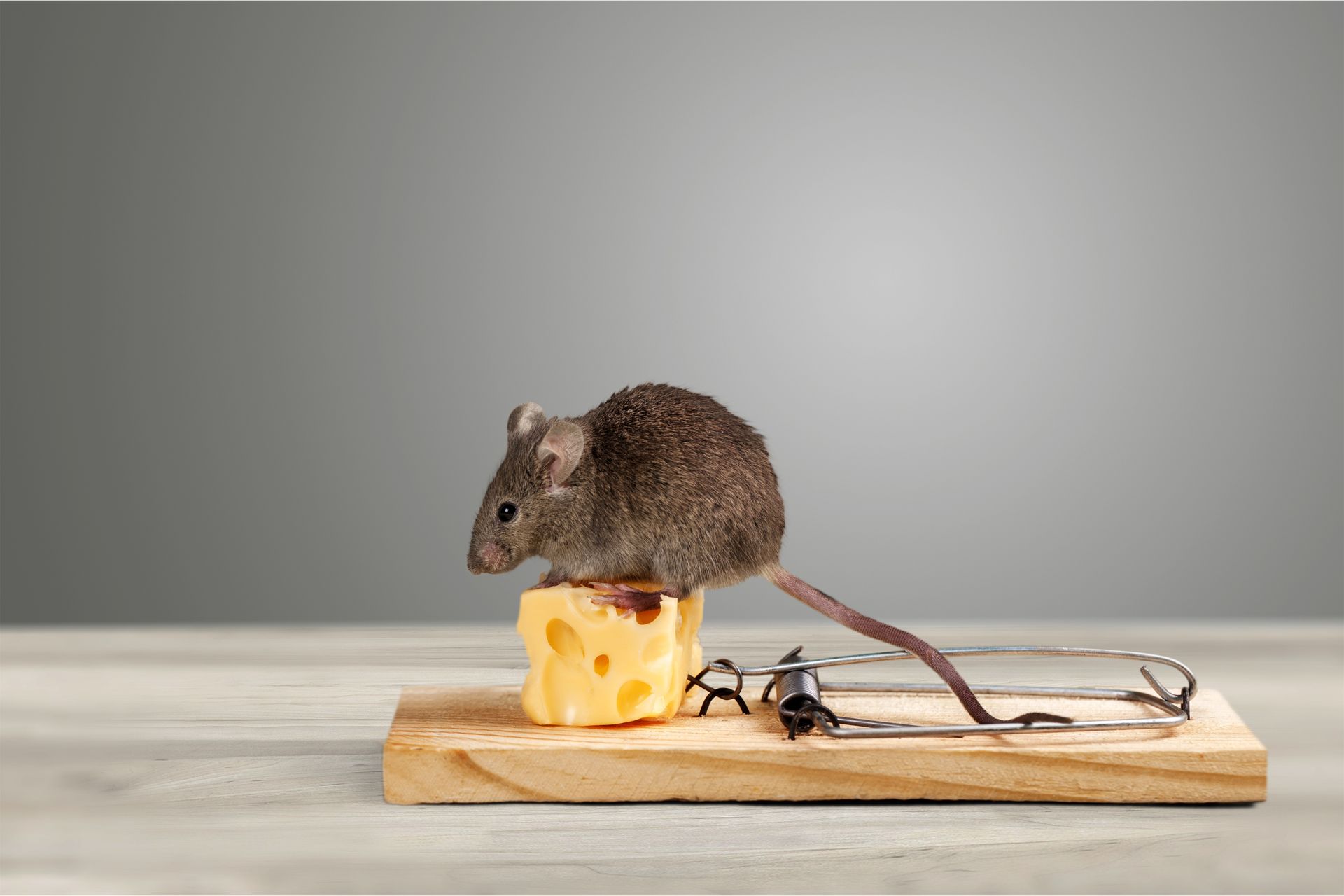 A mouse is sitting on a piece of cheese in a mousetrap.