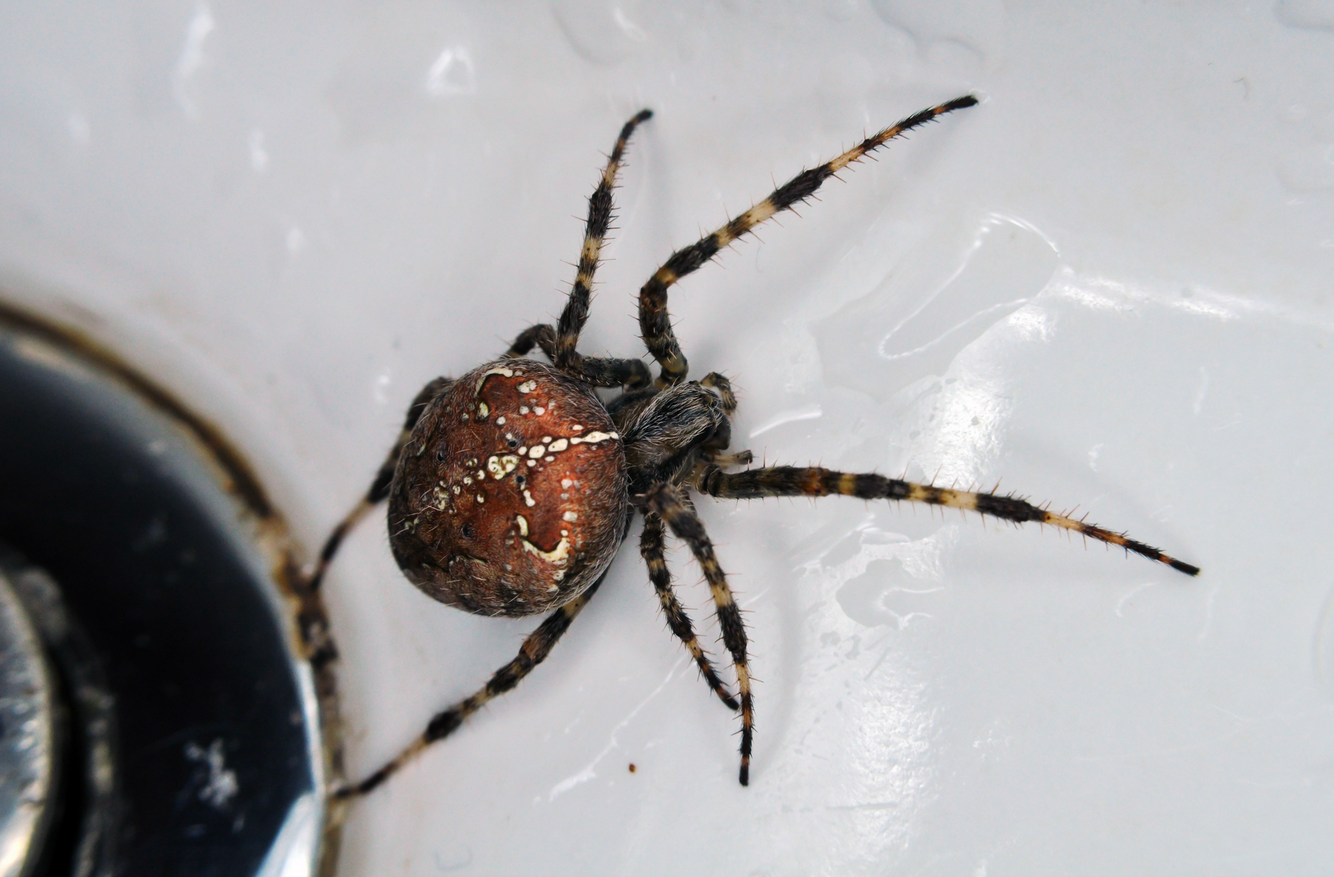 A close up of a spider on a sink