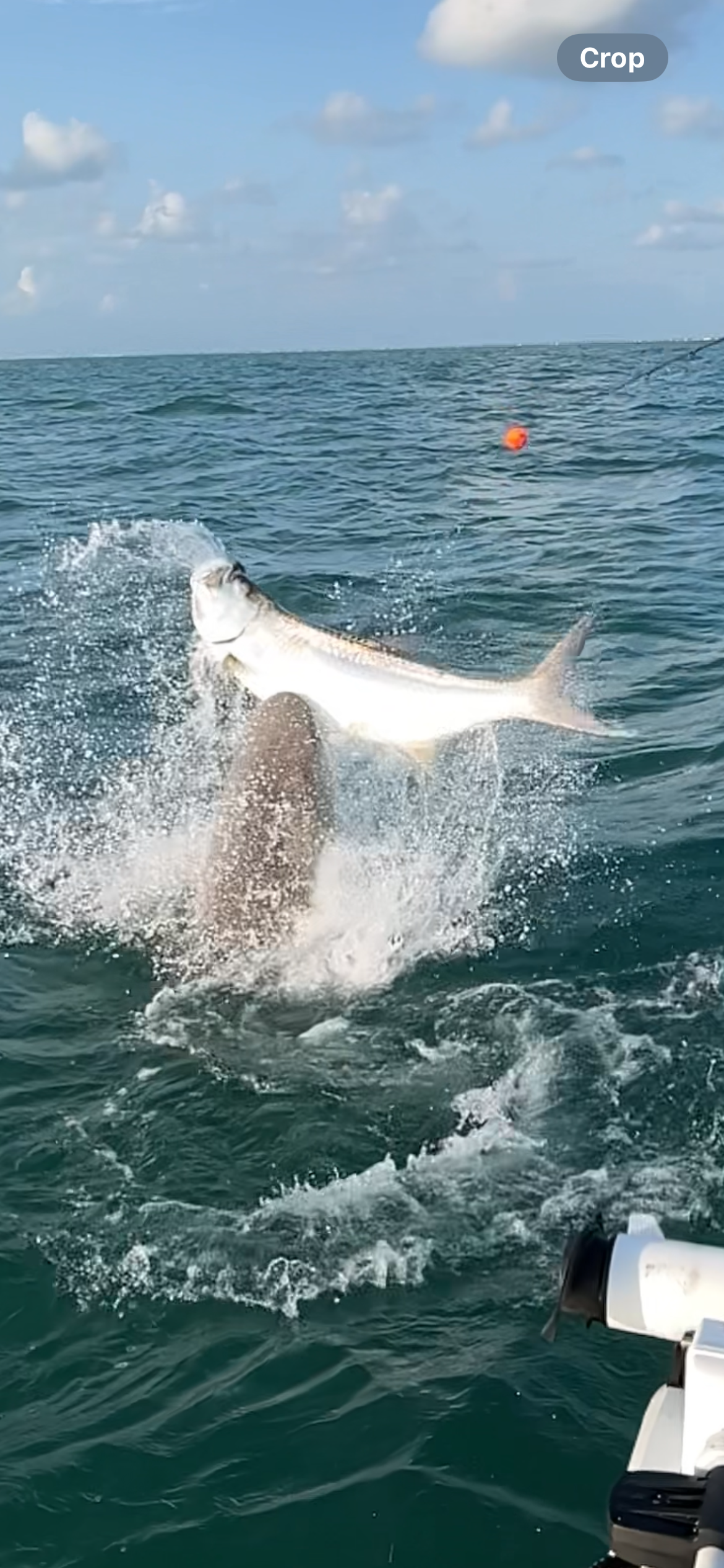 tarpon guide Florida