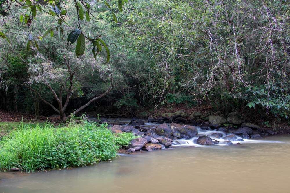 A River Flowing Through A Lush Green Forest Surrounded By Trees And Rocks — A1 Cleaner Carpets N Homecare In Yungaburra, QLD