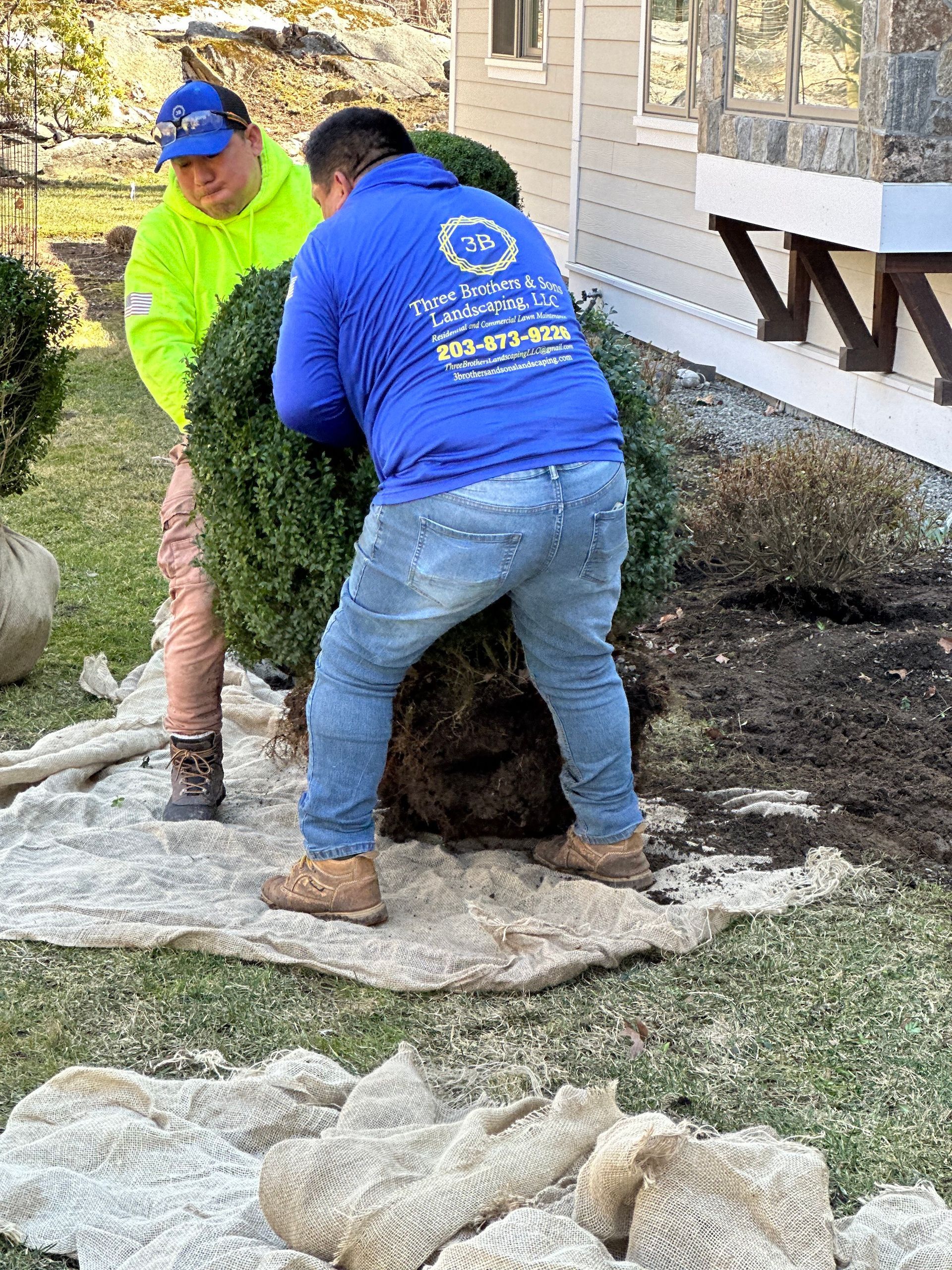 Two men are planting a christmas tree in a yard.