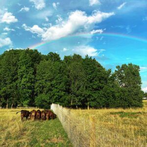 A herd of cows grazing in a field with a rainbow in the sky.