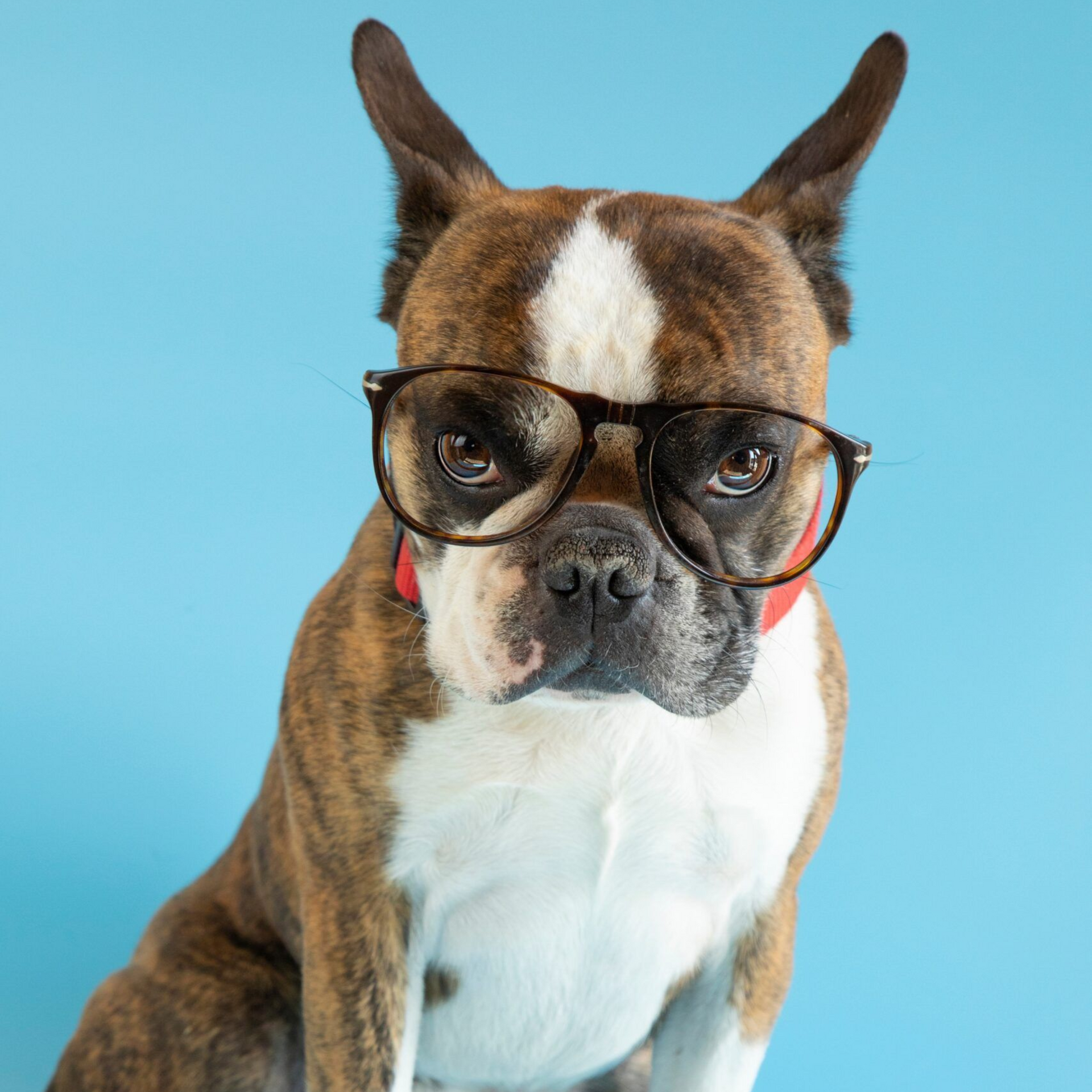Boxer dog wearing glasses, looking forward with a serious expression against a blue backdrop.