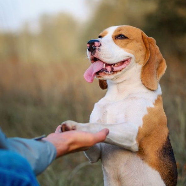Beagle dog giving paw to person, smiling with tongue out, outdoors.