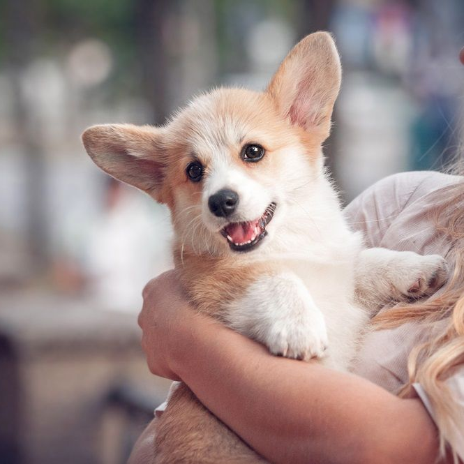Corgi puppy with tan and white fur, held in someone's arms, smiling with mouth open.