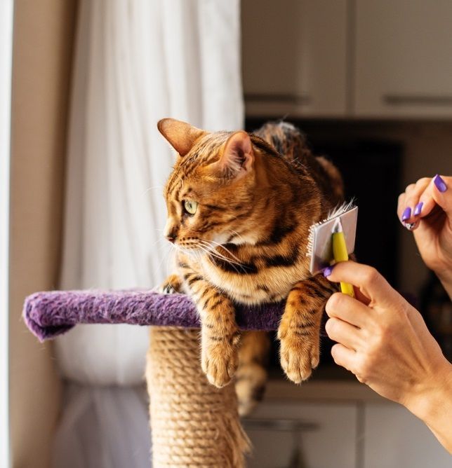 Bengal cat being brushed on a purple perch; tan fur, brown markings; window in the background.