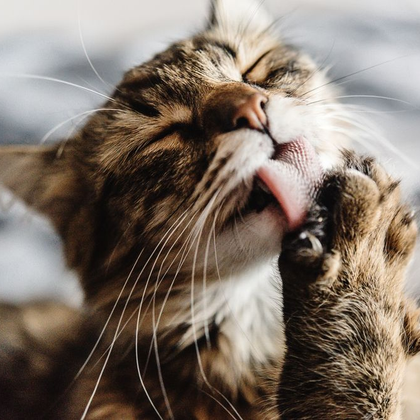 Brown tabby cat grooming its paw with tongue, eyes closed.