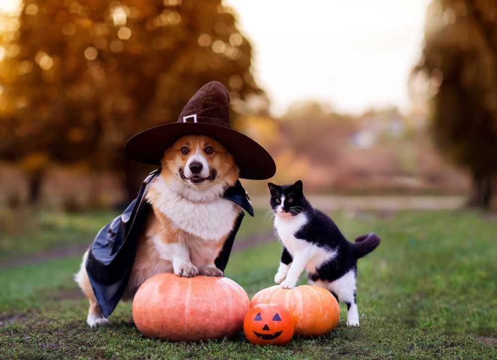 Corgi in witch costume and black and white cat atop pumpkins, outdoor setting.