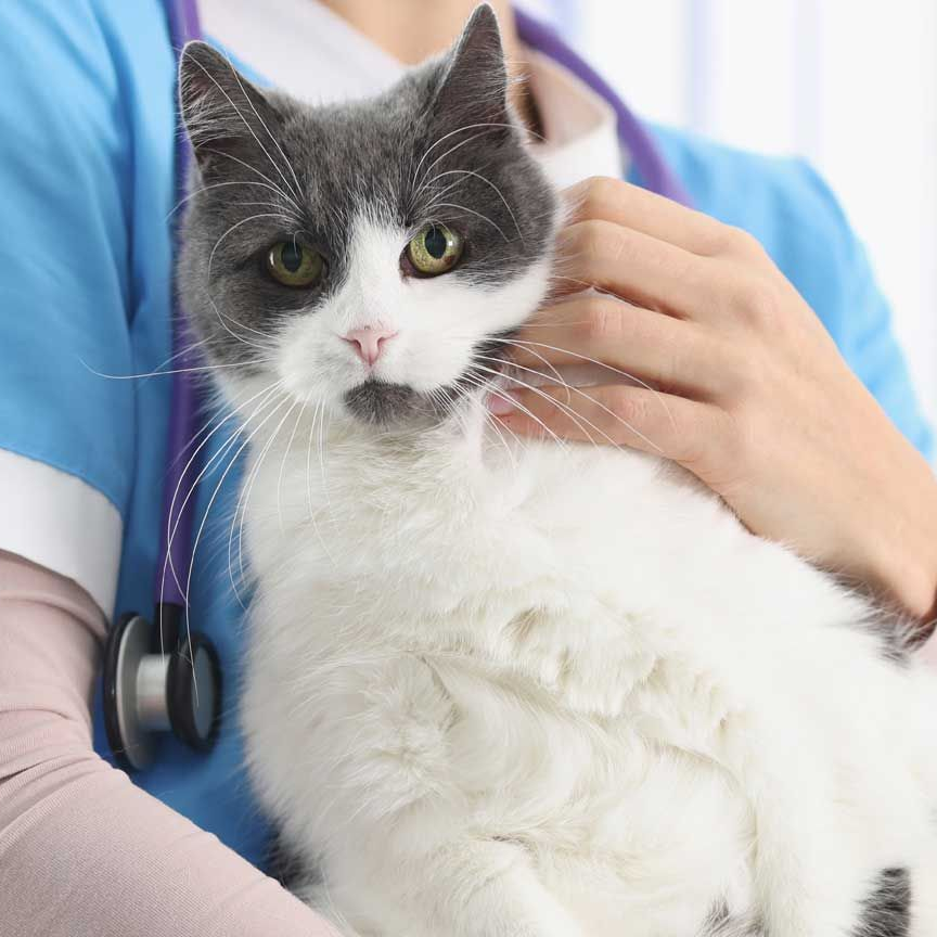 Cat held by person in blue scrubs, stethoscope, gray and white fur, looking at camera.