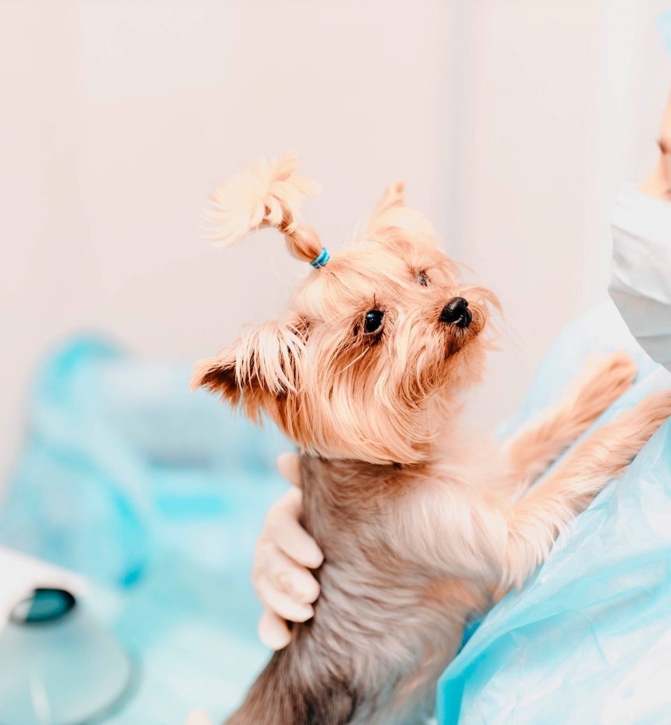 Yorkshire Terrier dog held by a person in blue surgical scrubs; looking upwards, small ponytail.