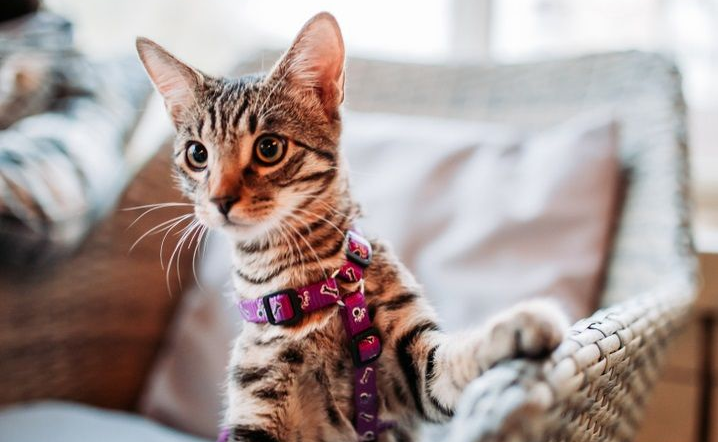 Tabby cat in purple harness perches on wicker chair, looking alert.
