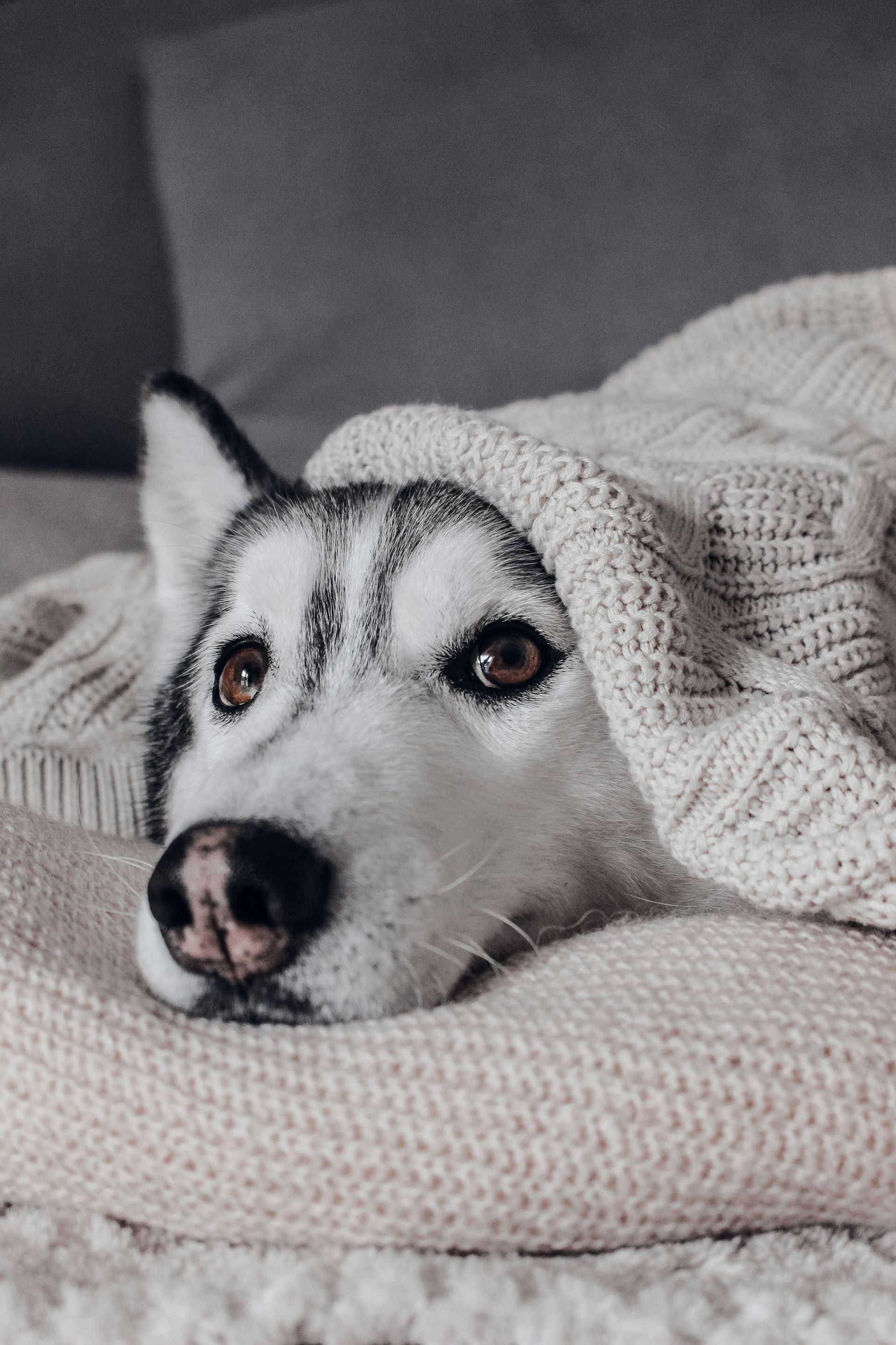 Husky dog with brown eyes nestled in a cream-colored blanket on a bed, looking cozy.