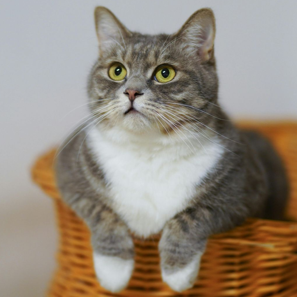 Gray and white cat sitting in a wicker basket, looking upward with attentive eyes.