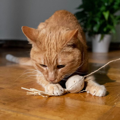 Orange tabby cat playing with a ball and string on a wooden floor, next to a potted plant.