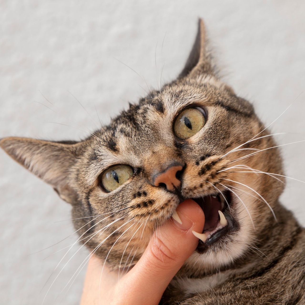 Cat biting a human finger; tabby cat with open mouth, showing teeth.