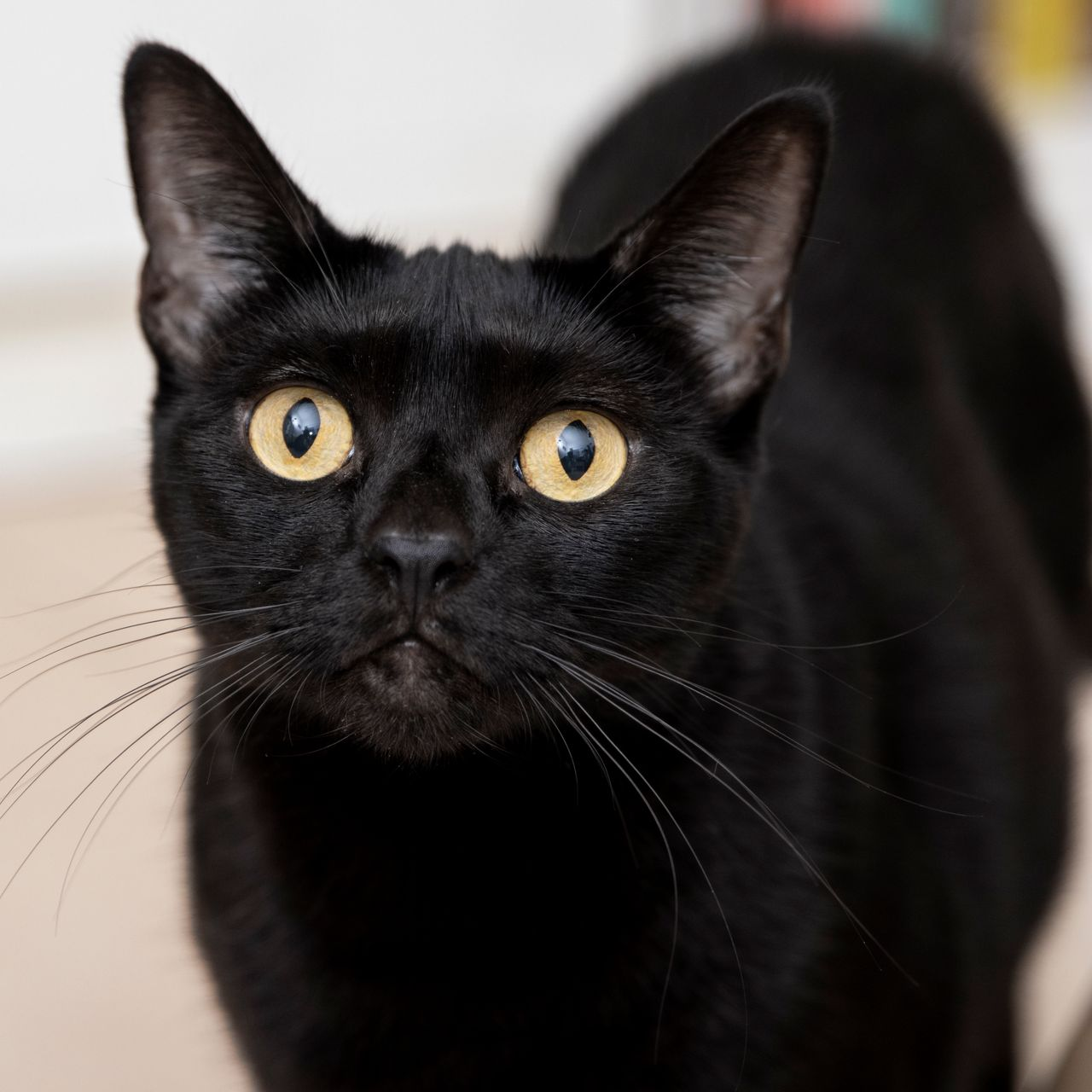 Black cat with yellow eyes looks upwards.