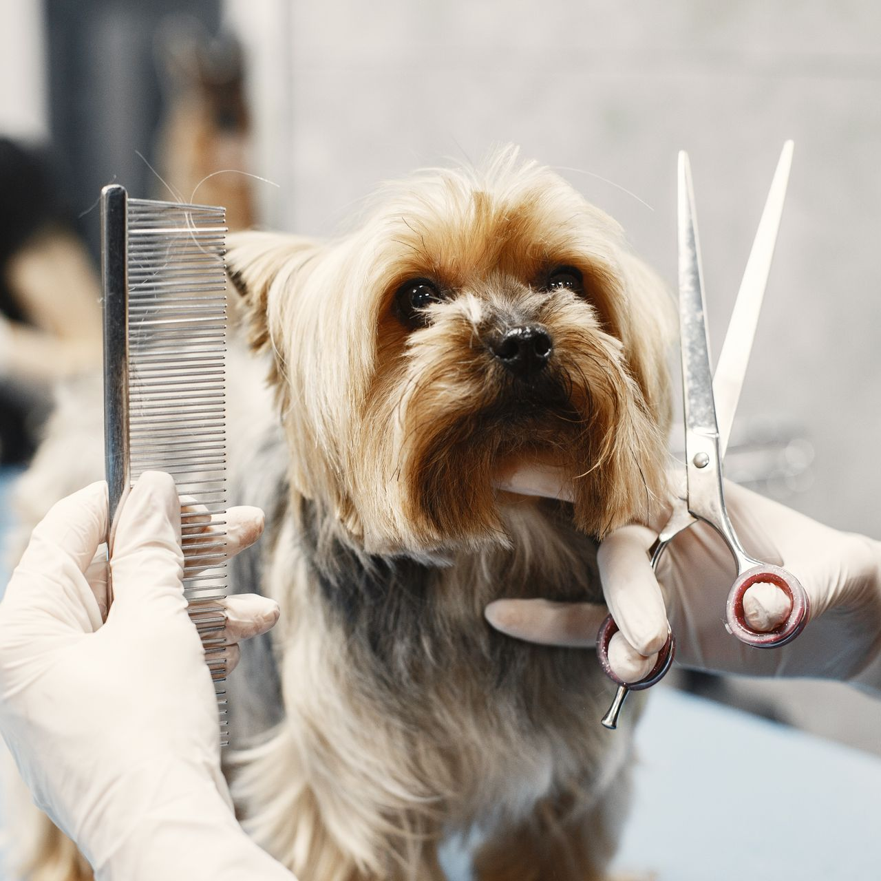 Yorkshire Terrier being groomed with comb and scissors.