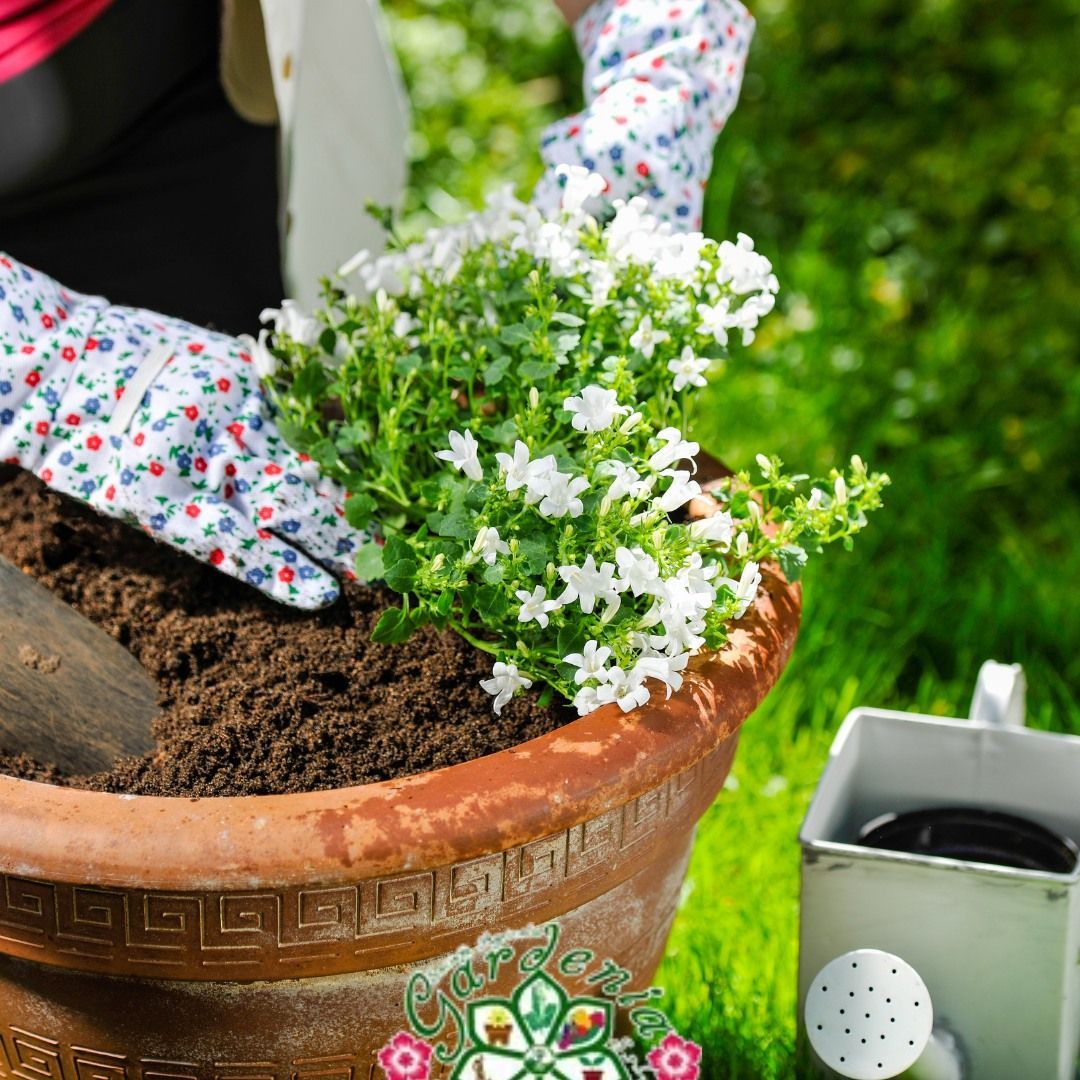 piante per casa e giardino
