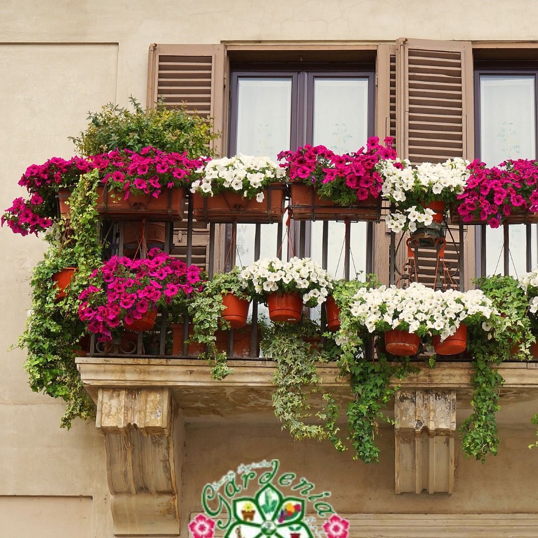 fiori balcone
