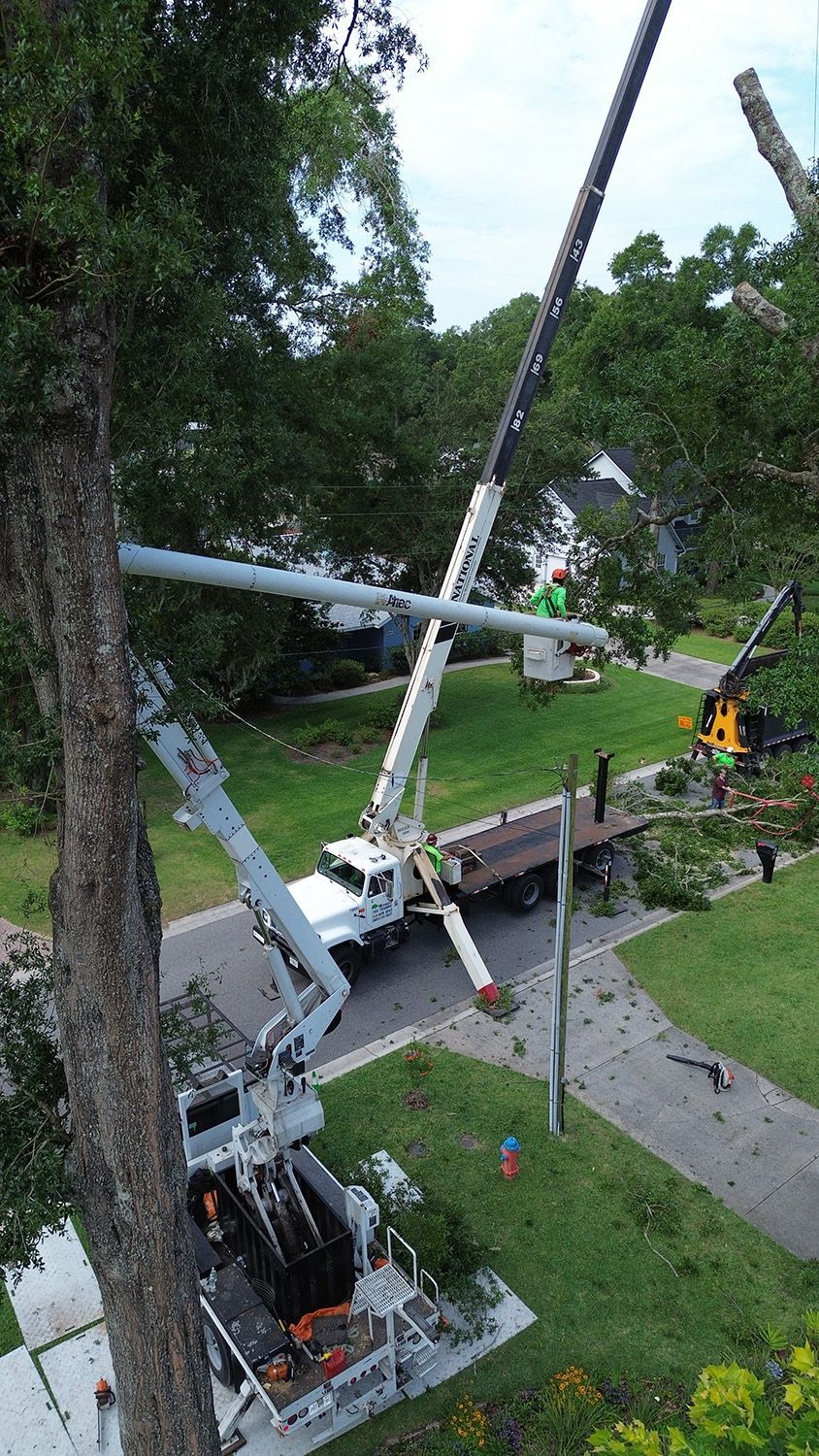 tree services 8