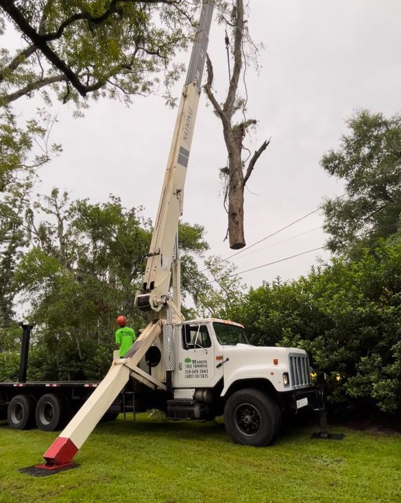 TREE REMOVAL