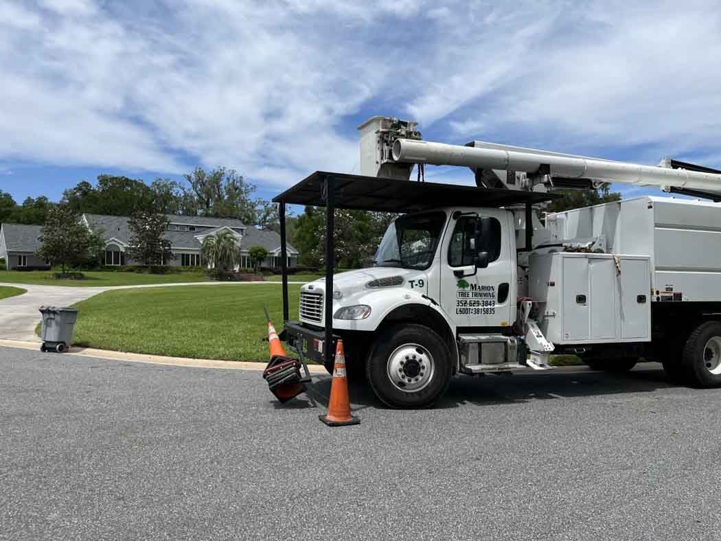 tree cutting services 2