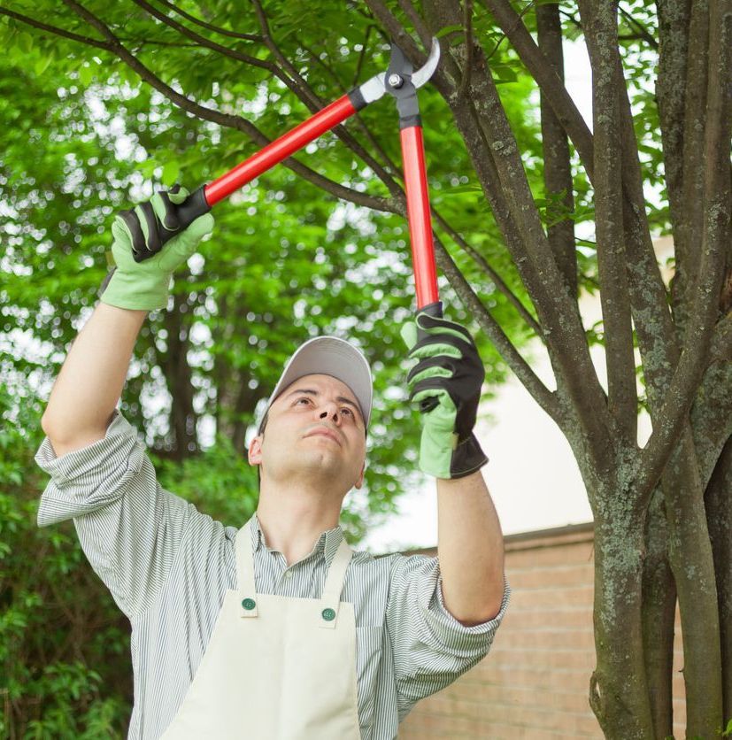 Tree Care: Fall Pruning | Ocala, FL | Marion Tree Trimming