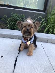 A small dog is sitting on a sidewalk on a leash.