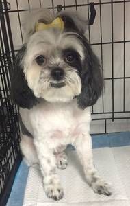 A small black and white dog is sitting on a diaper in a cage.