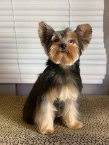 A small dog is sitting on a couch in front of a window.
