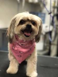 A small dog wearing a pink bandana is sitting on a table.
