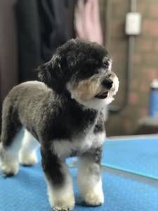 A small black and white dog is standing on a blue towel.