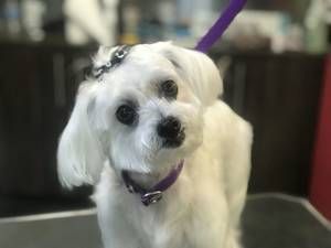 A small white dog with a purple leash is sitting on a table.