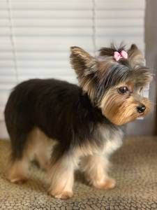 A small dog with a pink bow in its hair is standing on a carpet.
