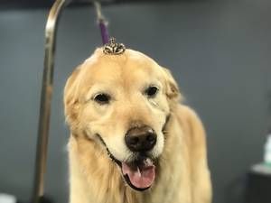 A close up of a dog with a ring on its head.