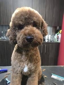 A small brown dog is sitting on a table.