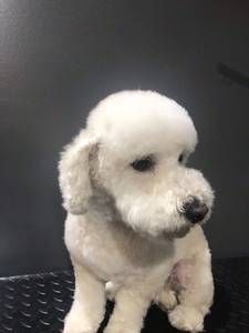 A small white poodle puppy is sitting on a table.