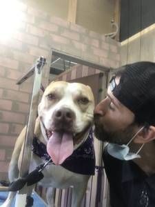 A man is kissing a dog on the nose.