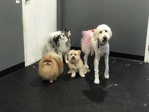 A group of dogs are standing next to each other in a room.