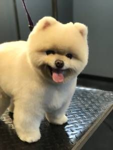 A small white dog is sitting on a table with its tongue hanging out.