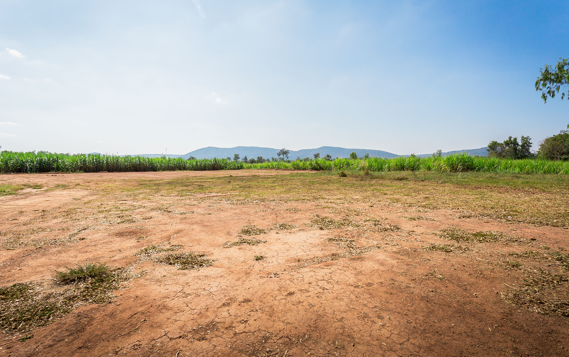 A dirt field with trees in the background and a blue sky in the background.