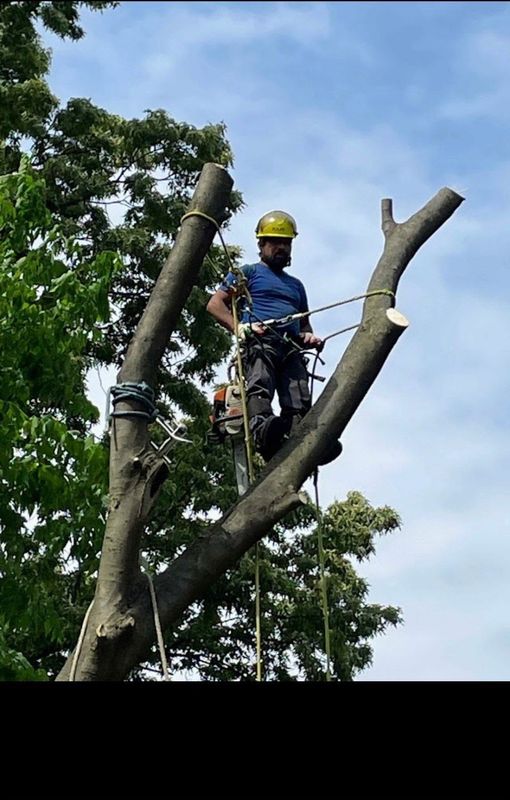 Two tree climbers ascending a large tree, wearing safety gear, set against a backdrop of trees and a blue sky.