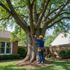 Arborist in hard hat and safety harness working on a large tree in a residential yard.